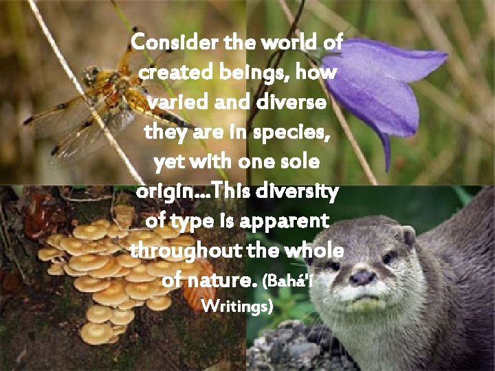 Consider the world of created beings, how varied and diverse they are in species,