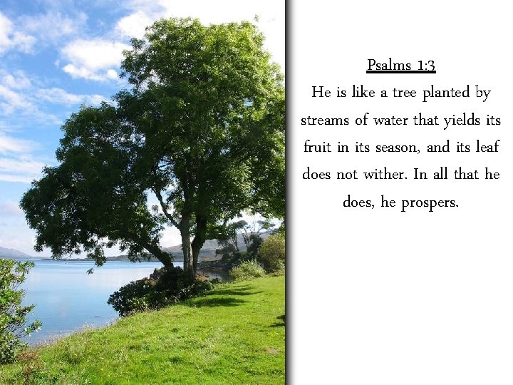 Psalms 1: 3 He is like a tree planted by streams of water that