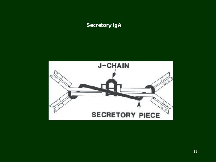 Secretory Ig. A 11 