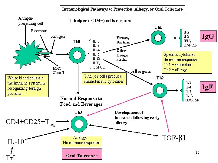  Immunological Pathways to Protection, Allergy, or Oral Tolerance Antigen- presenting cell T helper