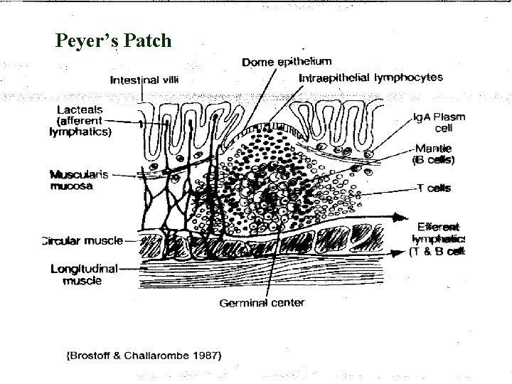 Peyer’s Patch 6 