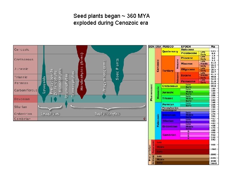 Seed plants began ~ 360 MYA exploded during Cenozoic era 