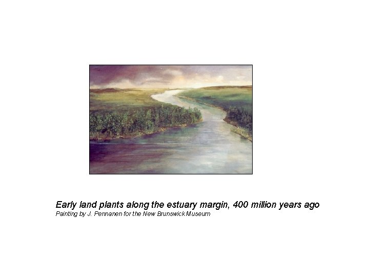 Early land plants along the estuary margin, 400 million years ago Painting by J.