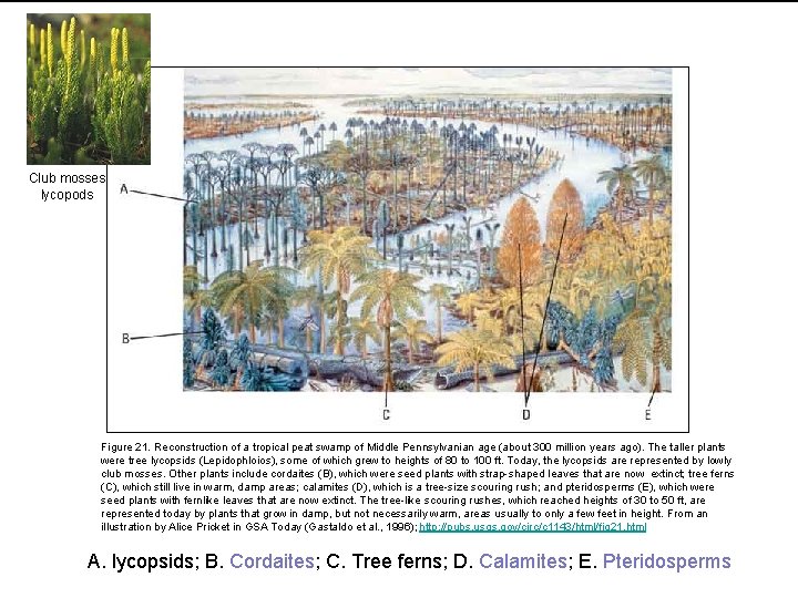 Club mosses lycopods Figure 21. Reconstruction of a tropical peat swamp of Middle Pennsylvanian
