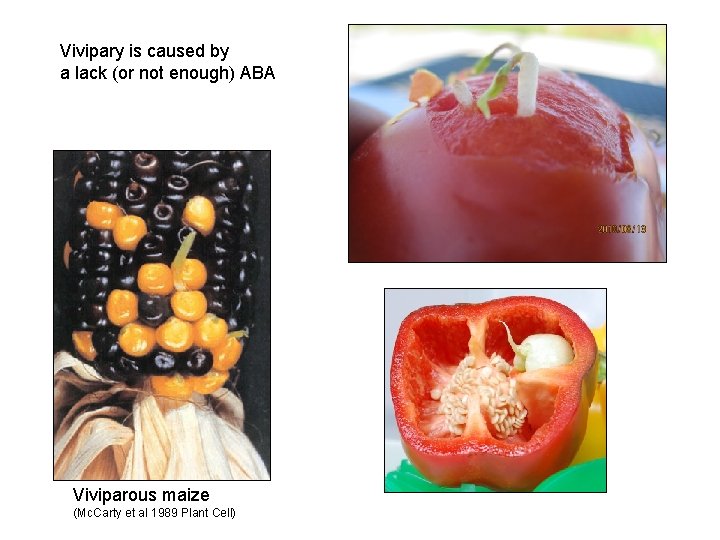 Vivipary is caused by a lack (or not enough) ABA Viviparous maize (Mc. Carty
