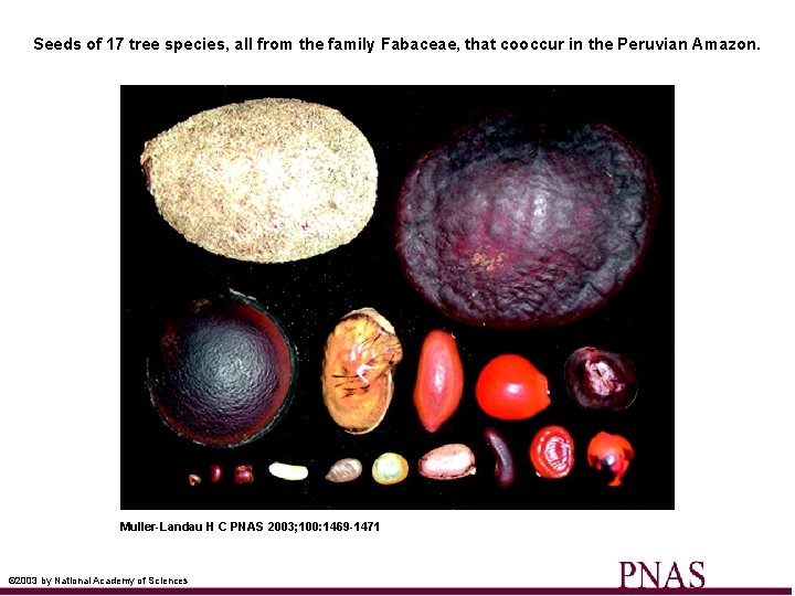 Seeds of 17 tree species, all from the family Fabaceae, that cooccur in the