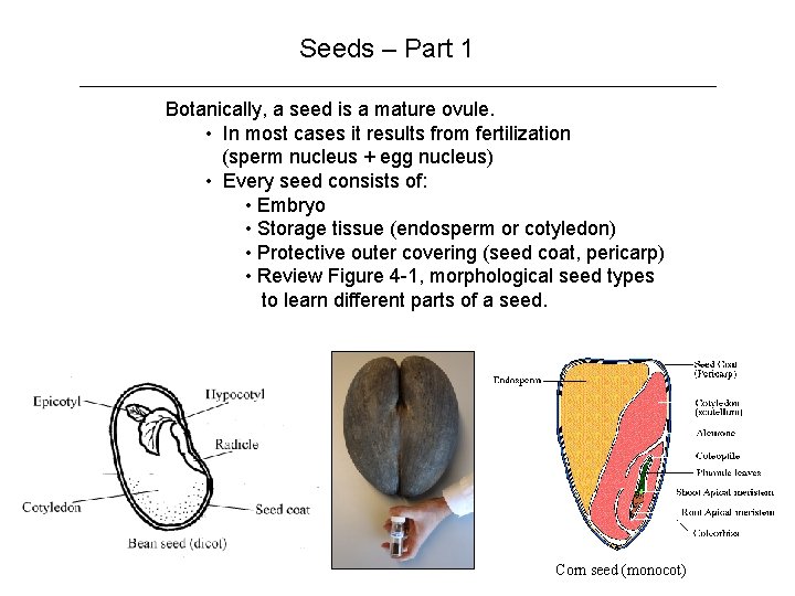 Seeds – Part 1 Botanically, a seed is a mature ovule. • In most