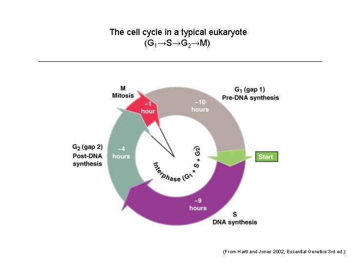 The cell cycle in a typical eukaryote (G 1→S→G 2→M) (From Hartl and Jones