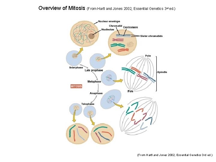 Overview of Mitosis (From Hartl and Jones 2002, Essential Genetics 3 rd ed. )