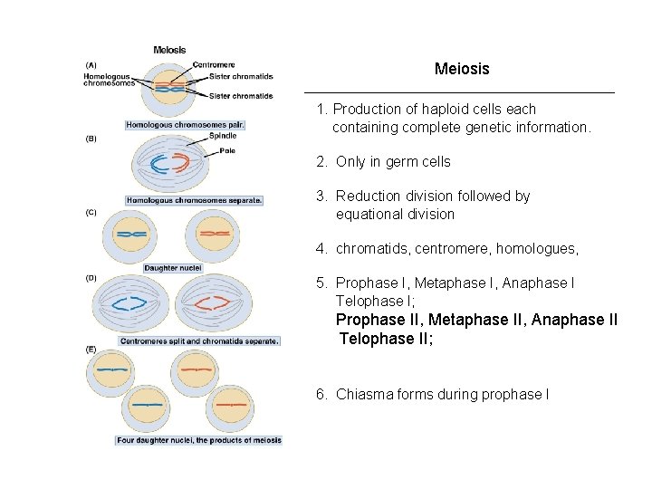 Meiosis 1. Production of haploid cells each containing complete genetic information. 2. Only in