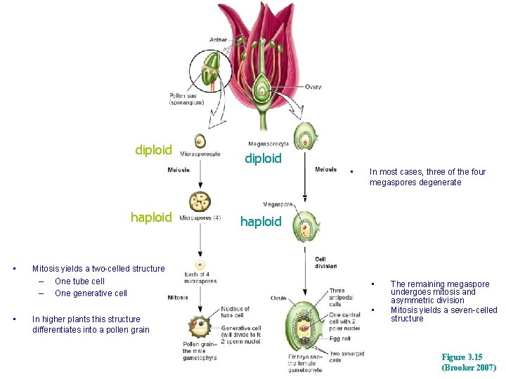 diploid • haploid • • Mitosis yields a two-celled structure – One tube cell