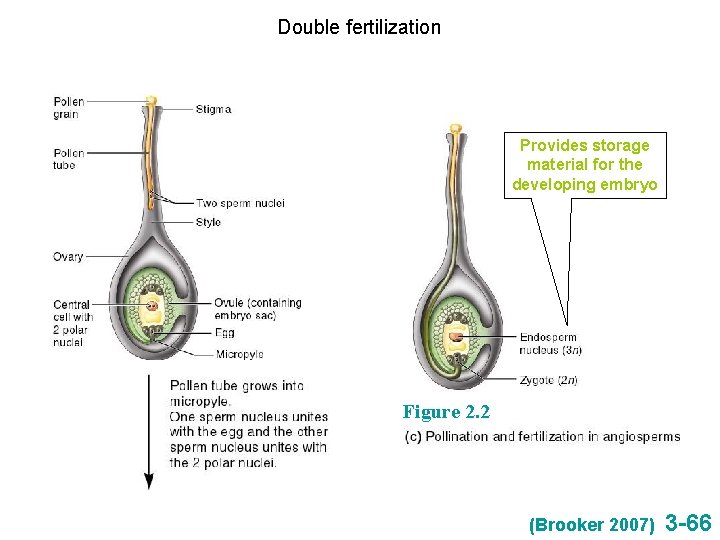 Double fertilization Provides storage material for the developing embryo Figure 2. 2 (Brooker 2007)
