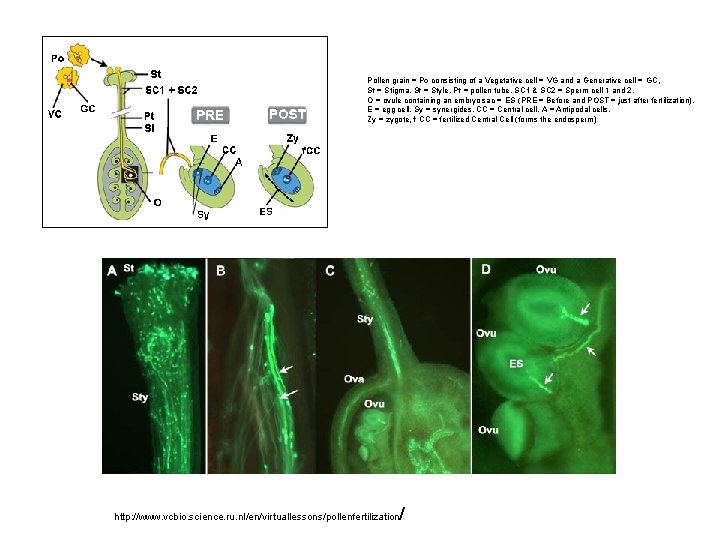 Pollen grain = Po consisting of a Vegetative cell = VG and a Generative