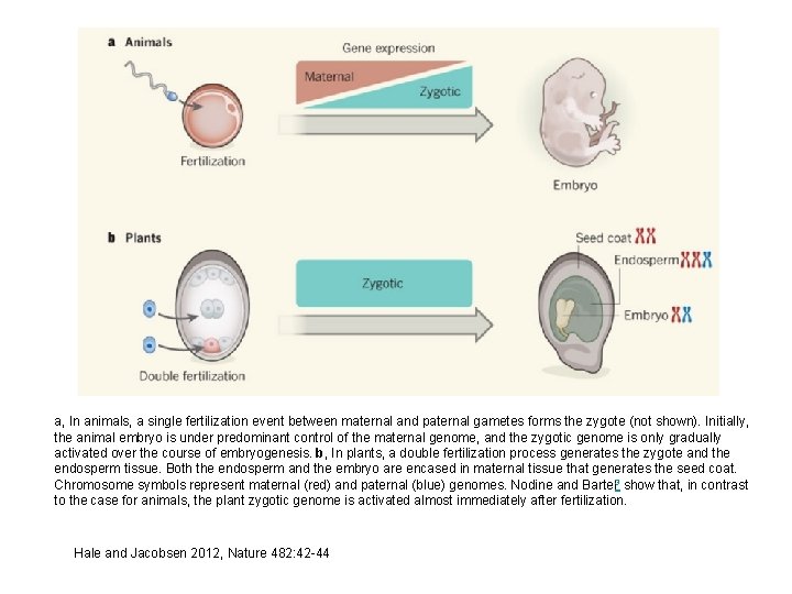 a, In animals, a single fertilization event between maternal and paternal gametes forms the