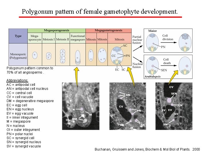 Polygonum pattern of female gametophyte development. Polygonum pattern common to 70% of all angiosperms.