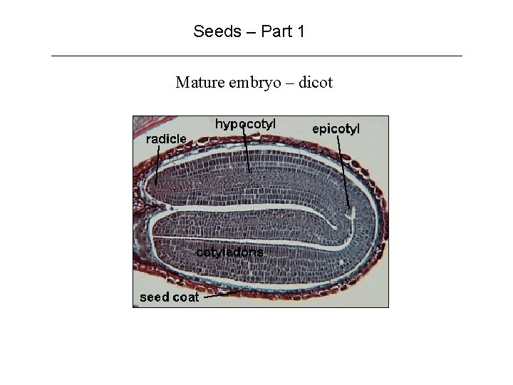 Seeds – Part 1 Mature embryo – dicot 