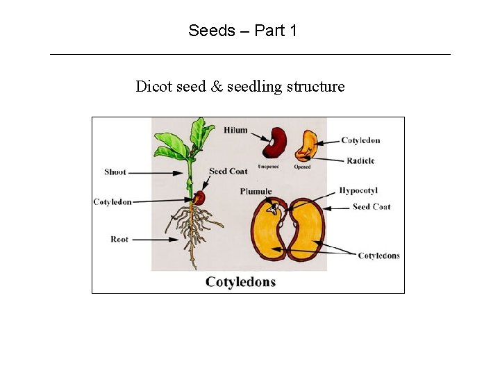 Seeds – Part 1 Dicot seed & seedling structure 