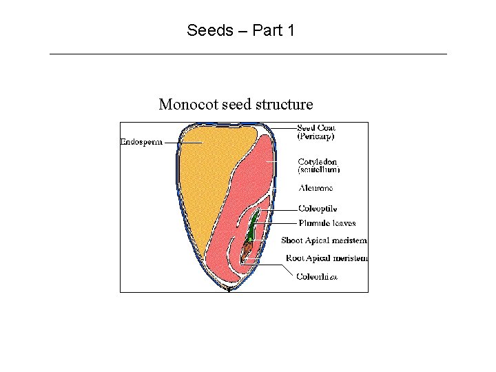 Seeds – Part 1 Monocot seed structure 