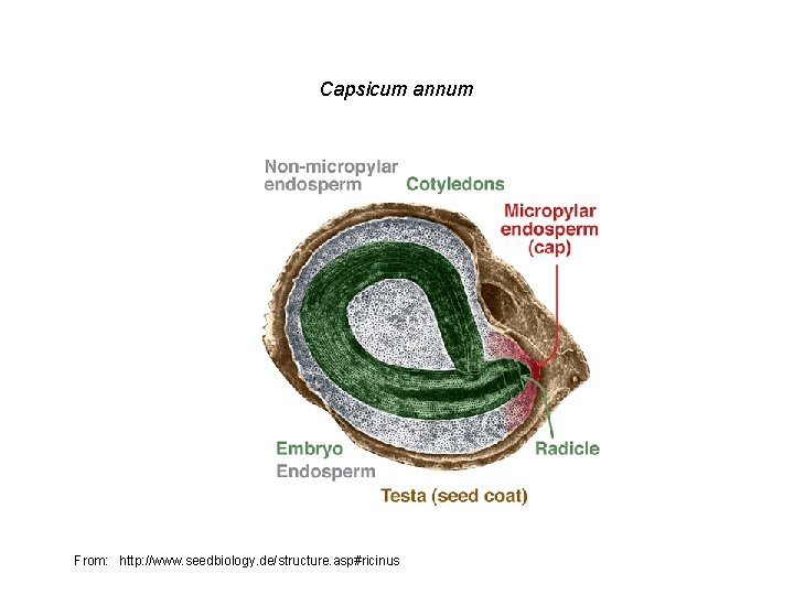 Capsicum annum From: http: //www. seedbiology. de/structure. asp#ricinus 