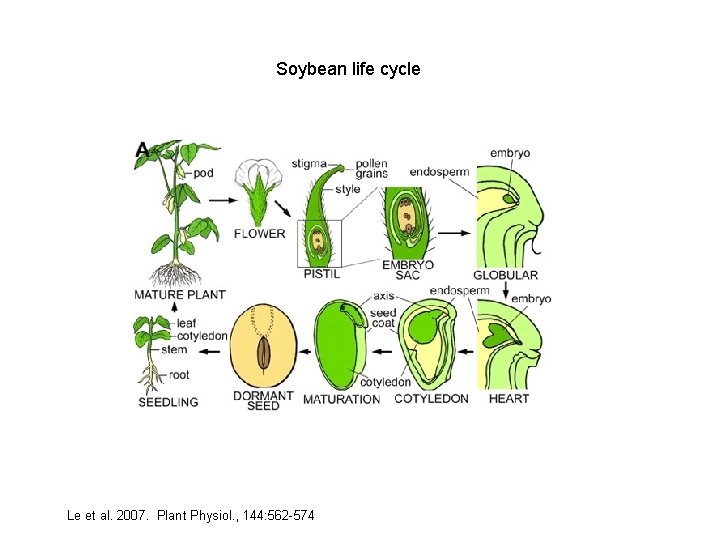 Soybean life cycle Le et al. 2007. Plant Physiol. , 144: 562 -574 
