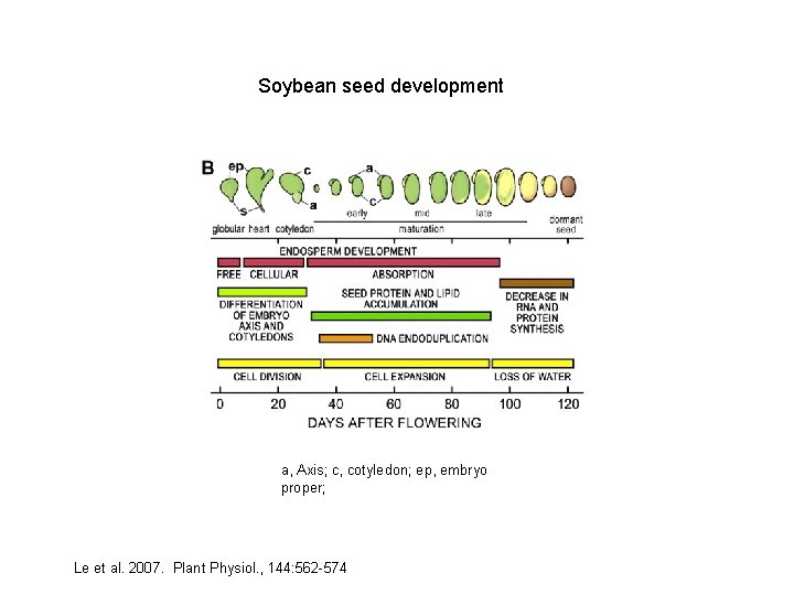 Soybean seed development a, Axis; c, cotyledon; ep, embryo proper; Le et al. 2007.