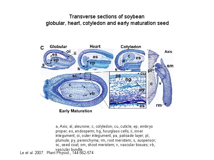 Transverse sections of soybean globular, heart, cotyledon and early maturation seed a, Axis; al,