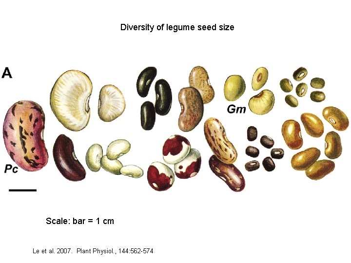 Diversity of legume seed size Scale: bar = 1 cm Le et al. 2007.