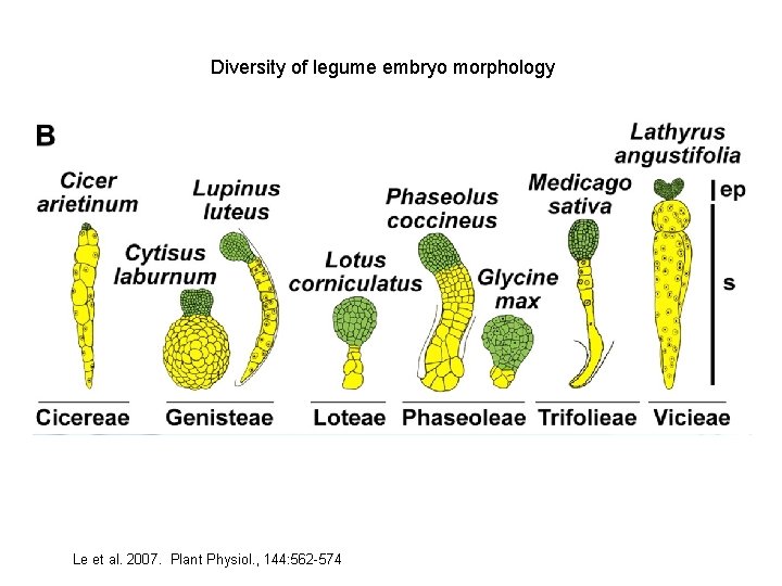 Diversity of legume embryo morphology Le et al. 2007. Plant Physiol. , 144: 562