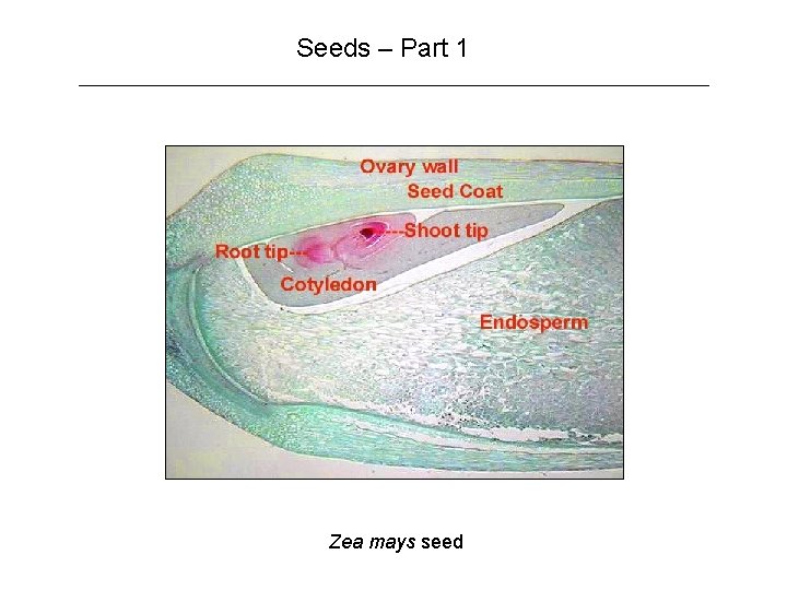 Seeds – Part 1 Zea mays seed 