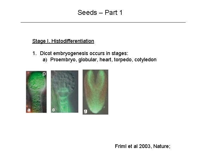Seeds – Part 1 Stage I. Histodifferentiation 1. Dicot embryogenesis occurs in stages: a)