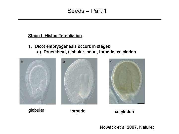 Seeds – Part 1 Stage I. Histodifferentiation 1. Dicot embryogenesis occurs in stages: a)