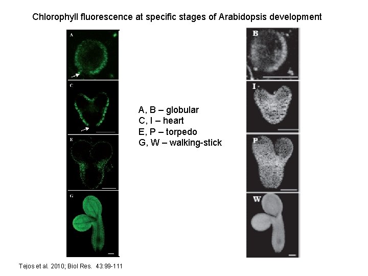 Chlorophyll fluorescence at specific stages of Arabidopsis development A, B – globular C, I