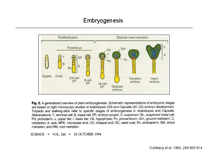 Embryogenesis Goldberg et al. 1994, 266: 605 -614 