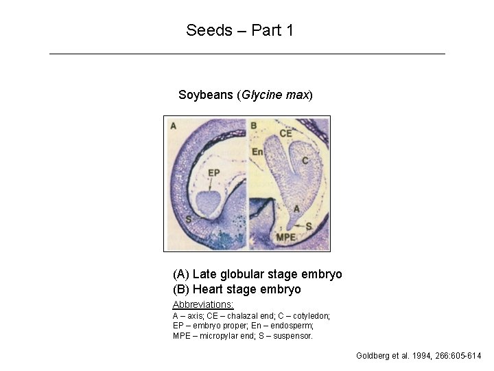 Seeds – Part 1 Soybeans (Glycine max) (A) Late globular stage embryo (B) Heart