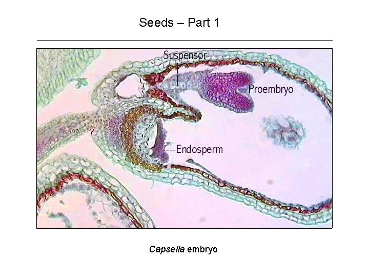 Seeds – Part 1 Capsella embryo 
