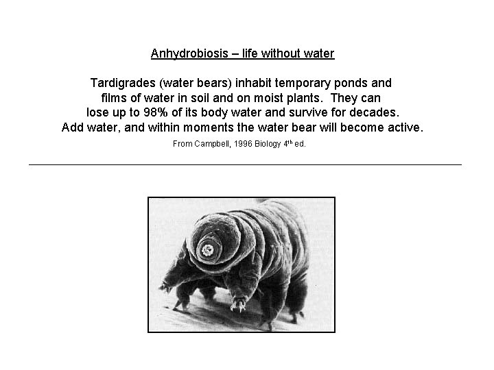 Anhydrobiosis – life without water Tardigrades (water bears) inhabit temporary ponds and films of