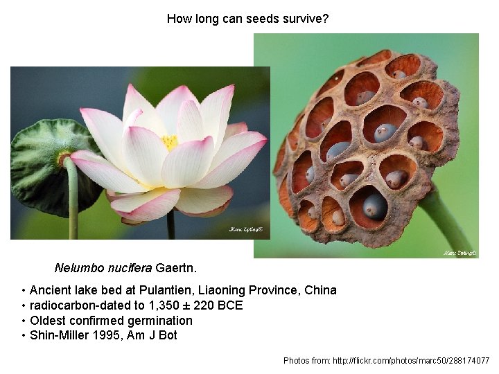 How long can seeds survive? Nelumbo nucifera Gaertn. • Ancient lake bed at Pulantien,