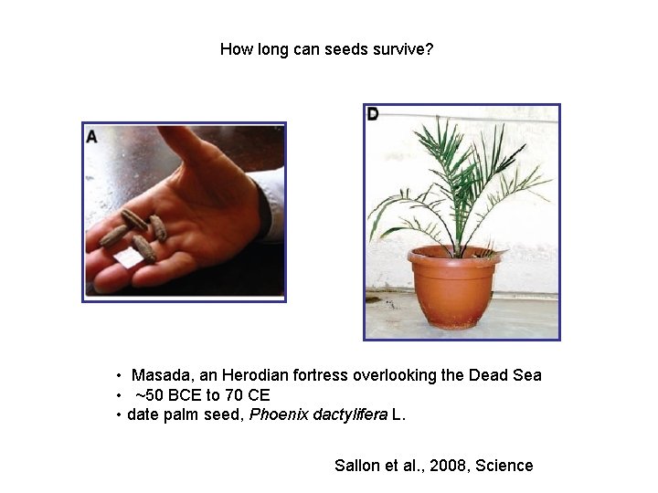 How long can seeds survive? • Masada, an Herodian fortress overlooking the Dead Sea