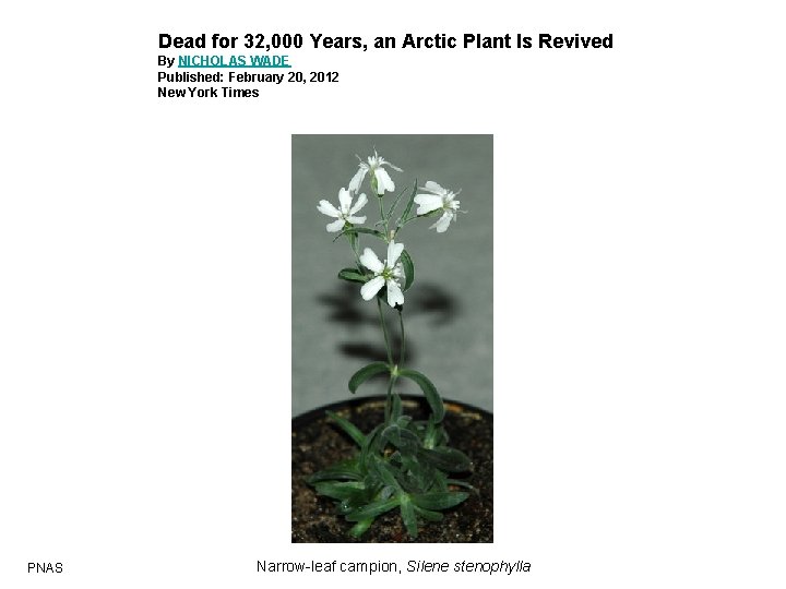 Dead for 32, 000 Years, an Arctic Plant Is Revived By NICHOLAS WADE Published: