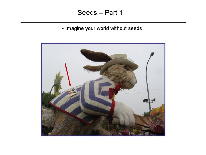 Seeds – Part 1 • Imagine your world without seeds 