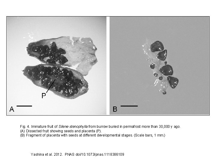 Fig. 4. Immature fruit of Silene stenophylla from burrow buried in permafrost more than