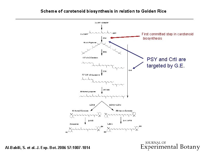 Scheme of carotenoid biosynthesis in relation to Golden Rice First committed step in carotenoid