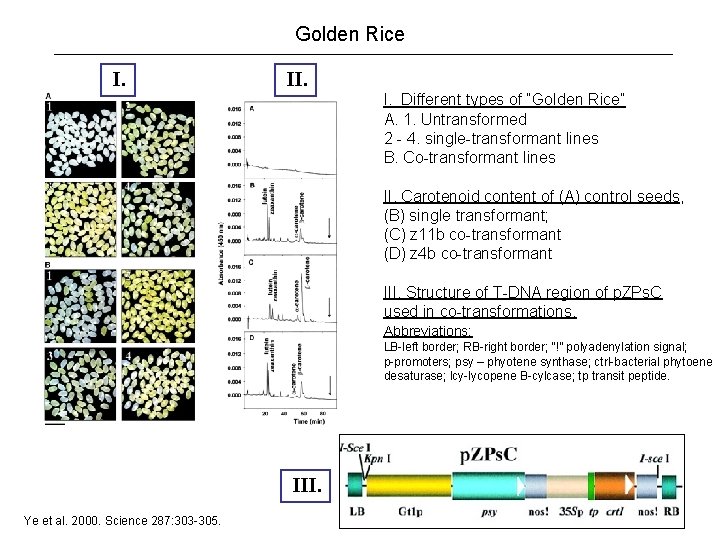 Golden Rice I. I. Different types of “Golden Rice” A. 1. Untransformed 2 -