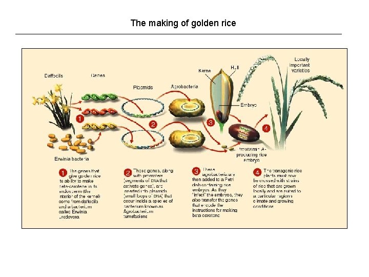 The making of golden rice 