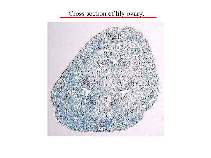 Cross section of lily ovary. 