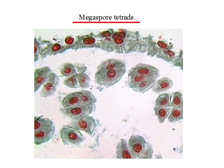 Megaspore tetrads. 