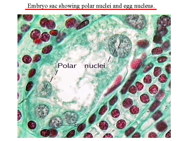 Embryo sac showing polar nuclei and egg nucleus. 