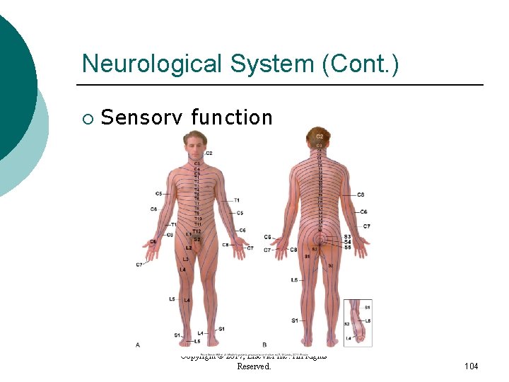 Neurological System (Cont. ) ¡ Sensory function Copyright © 2017, Elsevier Inc. All Rights Neurological System (Cont. ) ¡ Sensory function Copyright © 2017, Elsevier Inc. All Rights