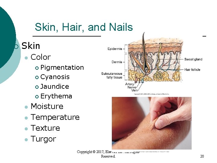 Skin, Hair, and Nails ¡ Skin l Color Pigmentation ¡ Cyanosis ¡ Jaundice ¡ Skin, Hair, and Nails ¡ Skin l Color Pigmentation ¡ Cyanosis ¡ Jaundice ¡