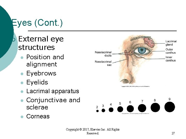 Eyes (Cont. ) ¡ External eye structures l l l Position and alignment Eyebrows Eyes (Cont. ) ¡ External eye structures l l l Position and alignment Eyebrows